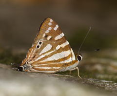 Dodona eugenes
