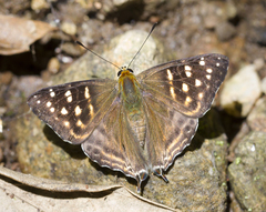 Dodona eugenes