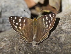 Dodona eugenes