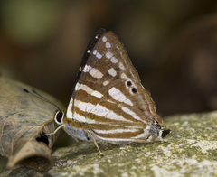 Dodona eugenes