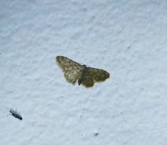 Idaea blaesii