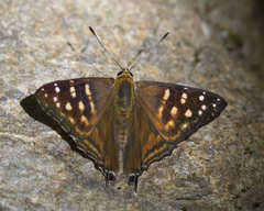 Dodona eugenes