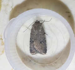 Caradrina flavirena