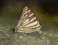 Dodona eugenes