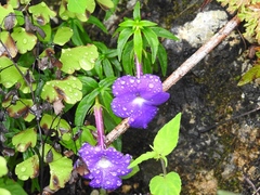 Achimenes cettoana