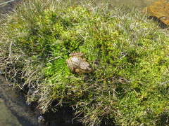 Rana muscosa