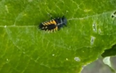 Harmonia axyridis