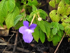 Achimenes longiflora