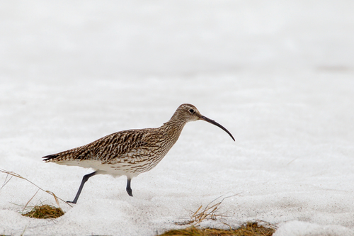 Eurasian Curlew, photo 8 of 10