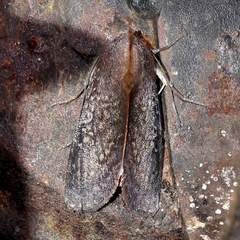 Hemicephalis
