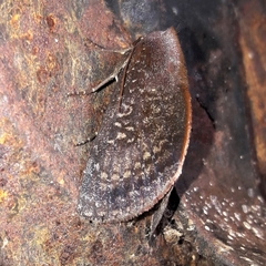 Hemicephalis