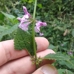 Stachys boraginoides