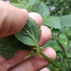 Stachys boraginoides