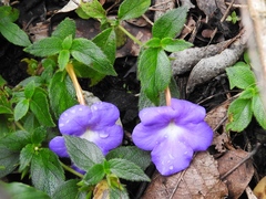 Achimenes longiflora