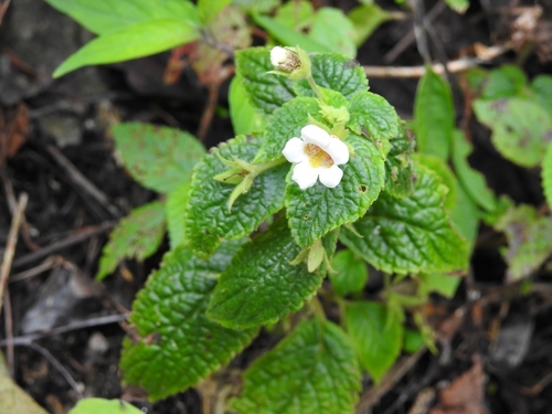 Achimenes misera, photograph 5