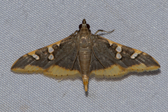 Prophantis adusta