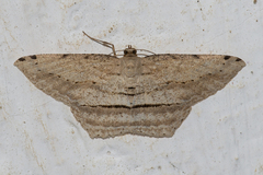 Calletaera postvittata