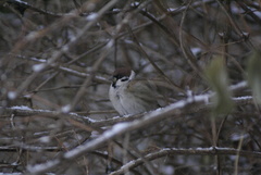 Passer montanus