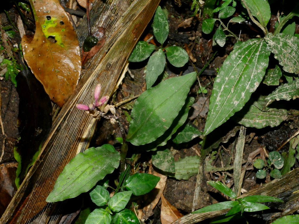 Crepidium roohutuense