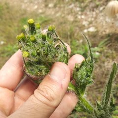 Erechtites hieraciifolius cacaloides