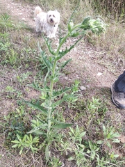 Erechtites hieraciifolius cacaloides