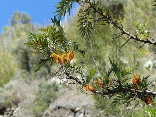 Grevillea robusta image