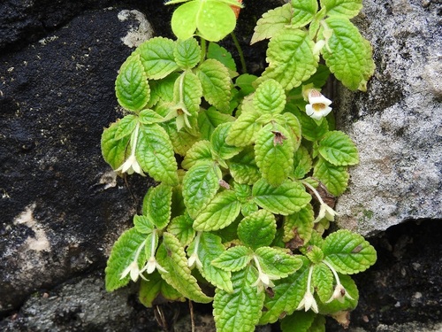 Achimenes misera, photograph 6
