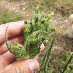 Erechtites hieraciifolius cacaloides
