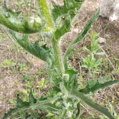Erechtites hieraciifolius cacaloides