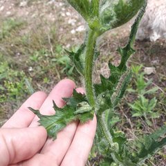 Erechtites hieraciifolius cacaloides