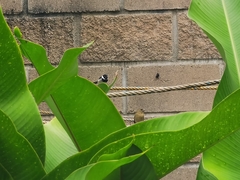 Sporophila morelleti