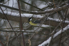 Parus major