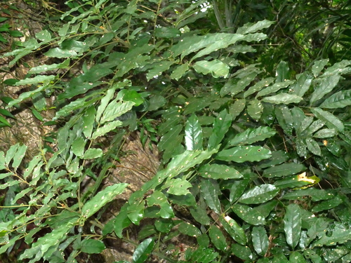 Ormosia hengchuniana, photograph 3