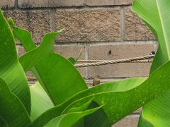 Sporophila morelleti