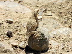 Phrynocephalus persicus