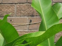 Sporophila morelleti