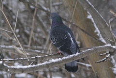 Columba livia domestica