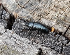 Centronopus calcaratus