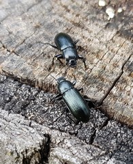 Centronopus calcaratus