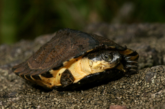 West African Black Mud Turtle photo 3