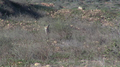 Vulpes vulpes barbara
