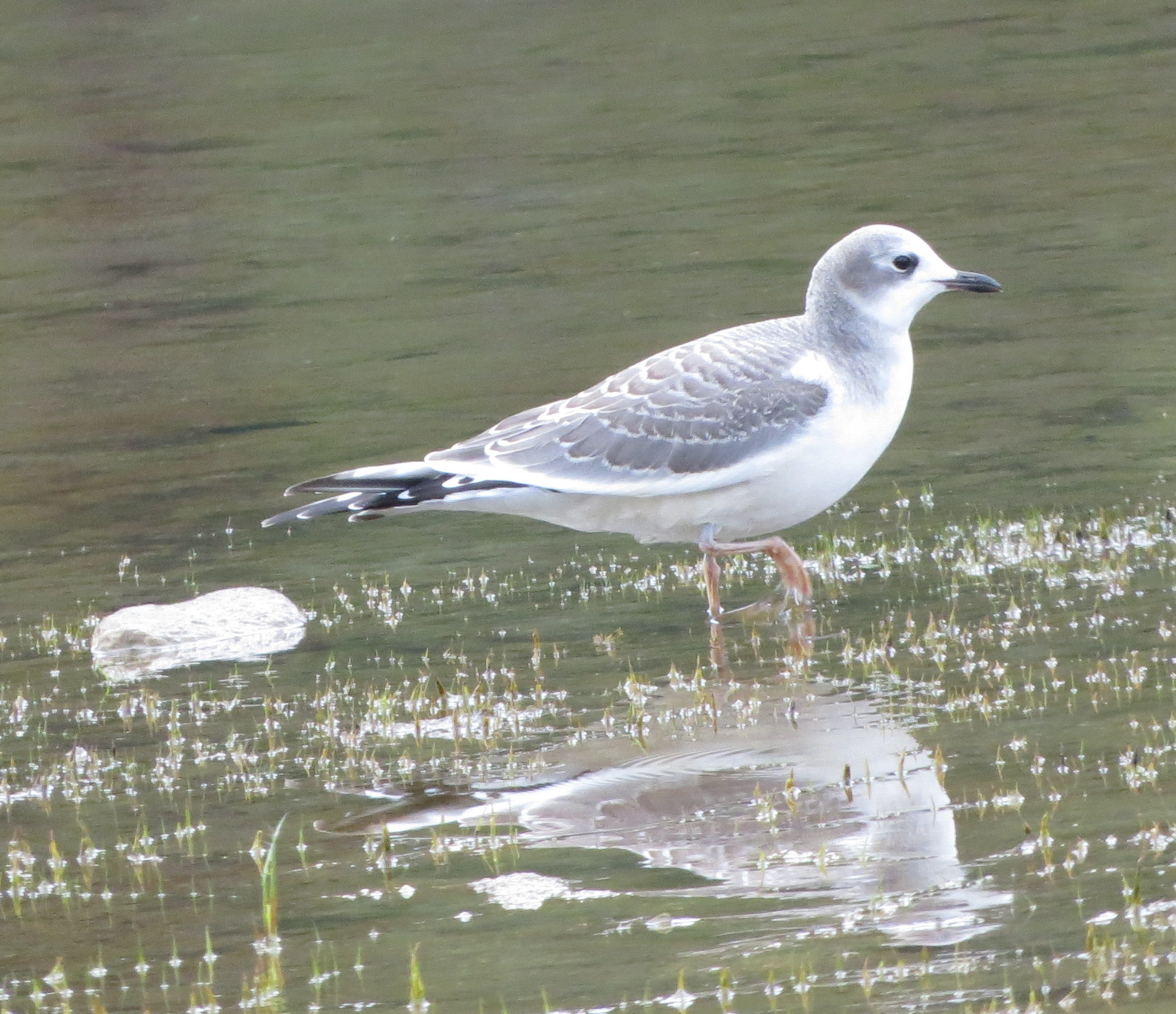 Sabine's Gull