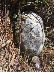 Pseudemys texana