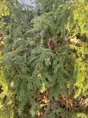 Juniperus communis