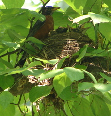 Turdus migratorius