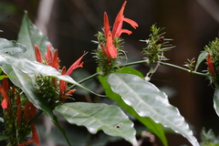 Justicia brasiliana