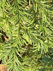 Juniperus communis