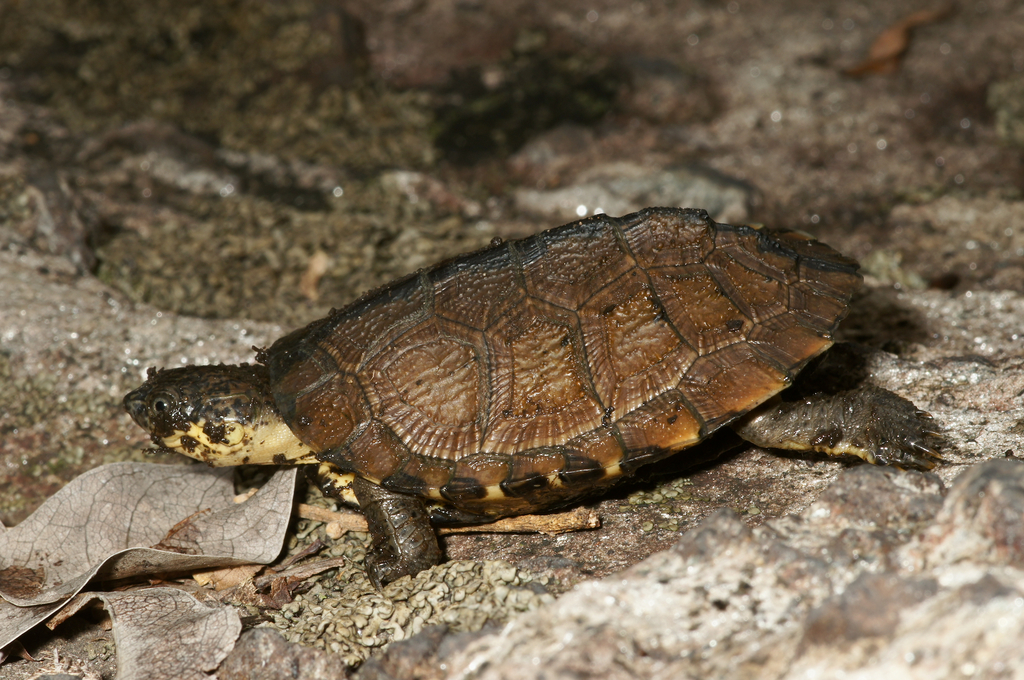 West African Black Mud Turtle