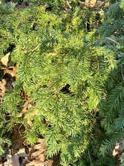 Juniperus communis