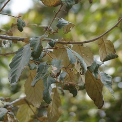 Quercus calophylla